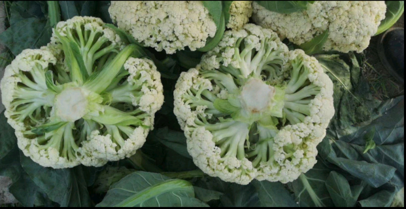 露地越冬松花菜种子松布冬1号花菜种子抗病性强花粒细3公斤