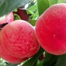 水蜜桃