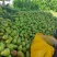 洋梨茄梨巴梨大头梨太婆梨香蕉梨渭南合阳产地直供货源充足