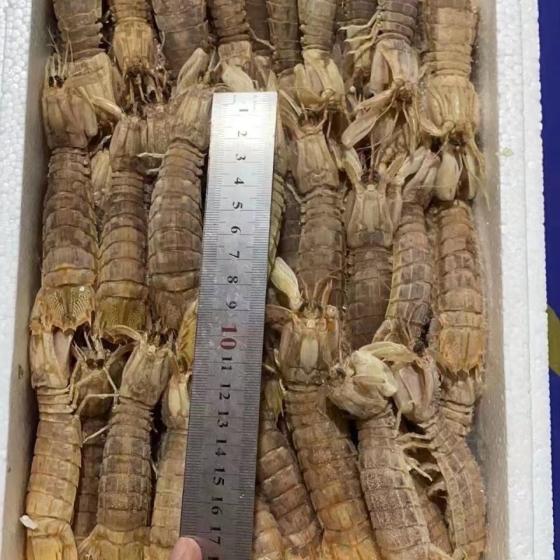 皮皮虾。虾爬子