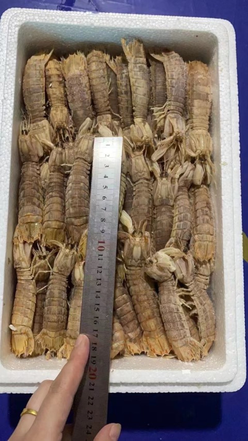 皮皮虾。虾爬子