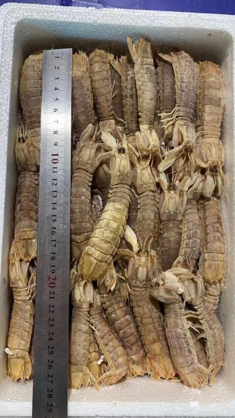 皮皮虾。虾爬子