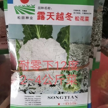 露天越冬松花菜种子耐严寒性强花菜洁白细花粒商品性强