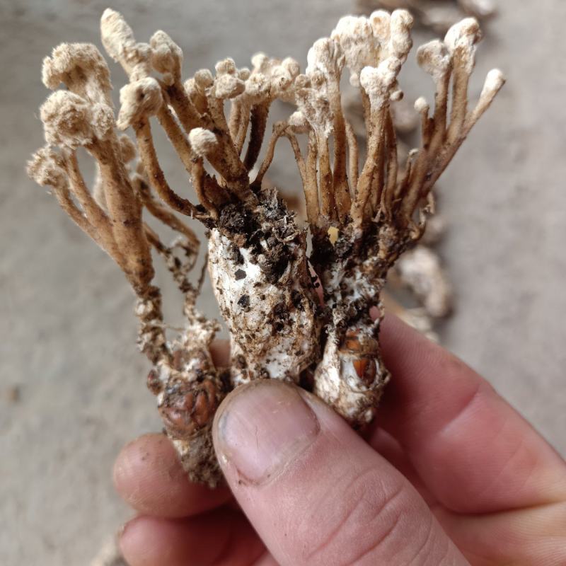 金蝉花，山里货需要的联系咯