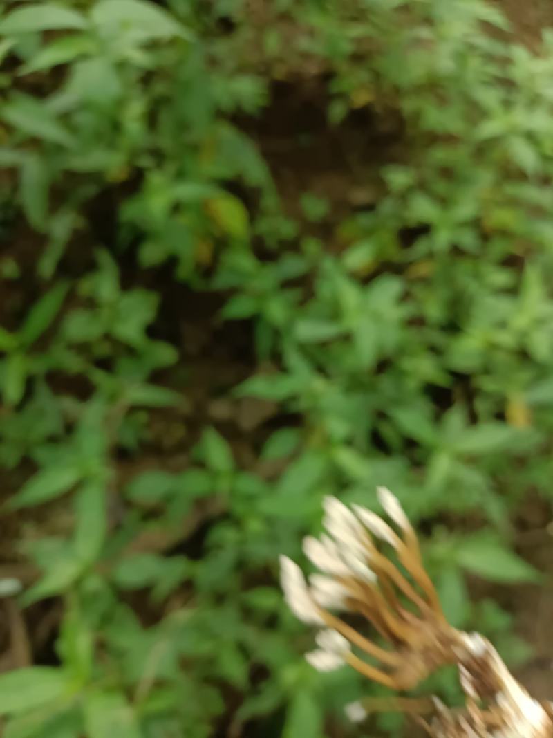 金蝉花，山里货需要的联系咯