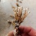 金蝉花，山里货需要的联系咯