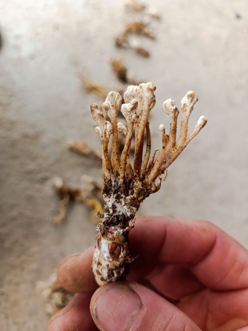 金蝉花，山里货需要的联系咯