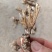 金蝉花，山里货需要的联系咯