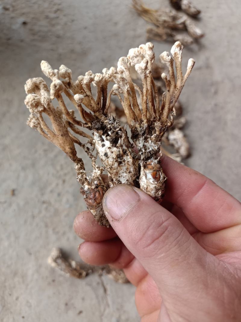 金蝉花，山里货需要的联系咯