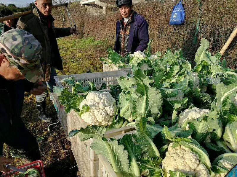 露天越冬松花菜种子耐严寒性强花菜洁白细花粒商品性强