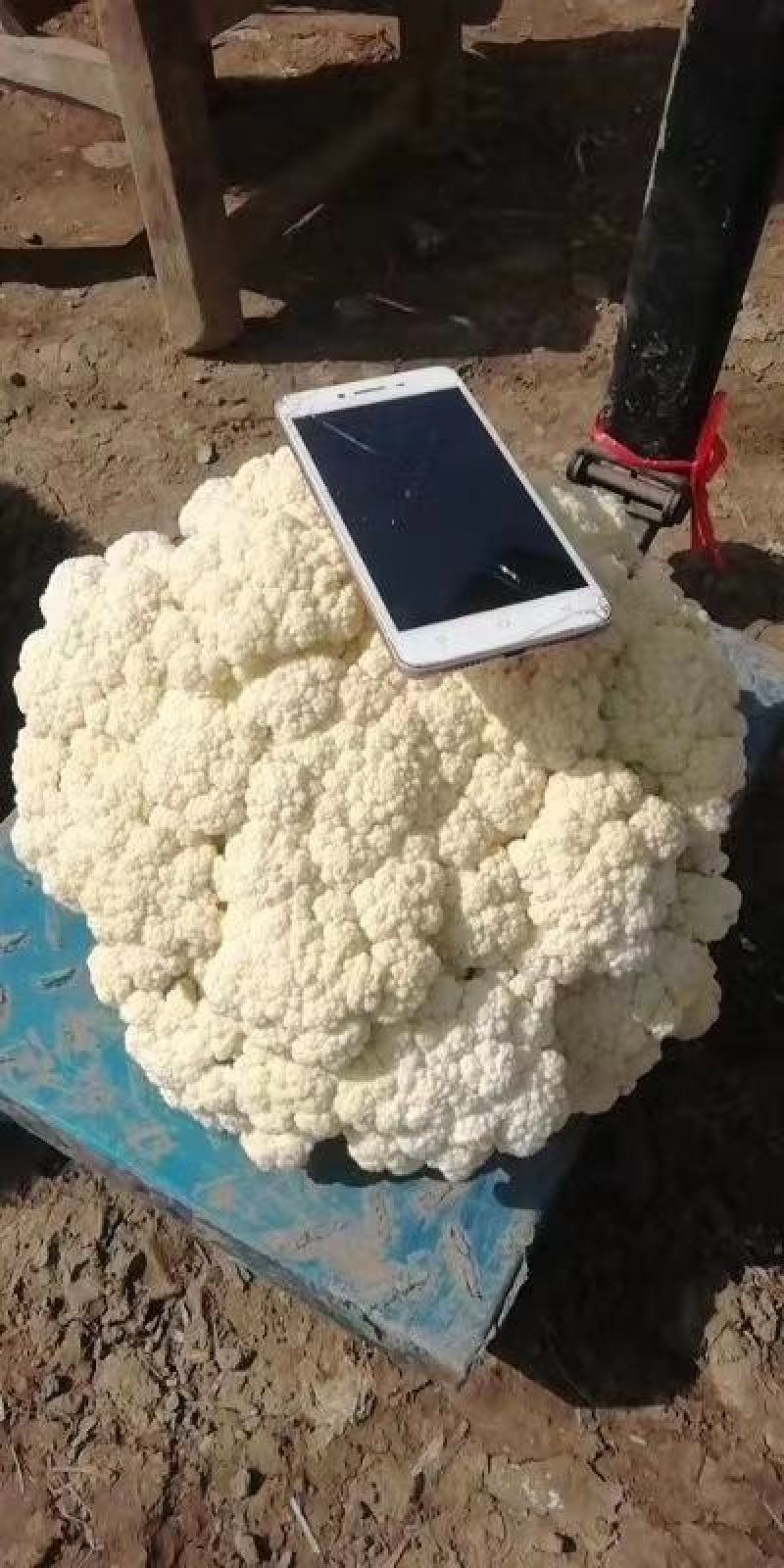 露天越冬松花菜种子耐严寒性强花菜洁白细花粒商品性强