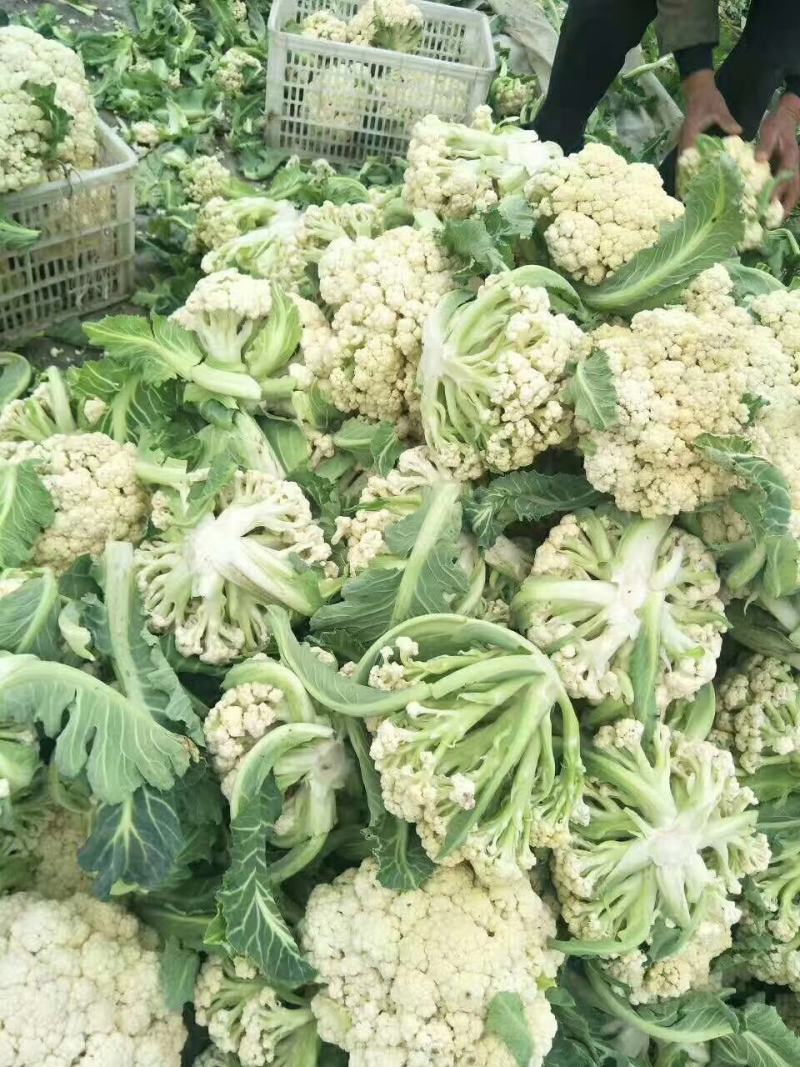 露天越冬松花菜种子耐严寒性强花菜洁白细花粒商品性强