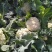 露天越冬松花菜种子耐严寒性强花菜洁白细花粒商品性强