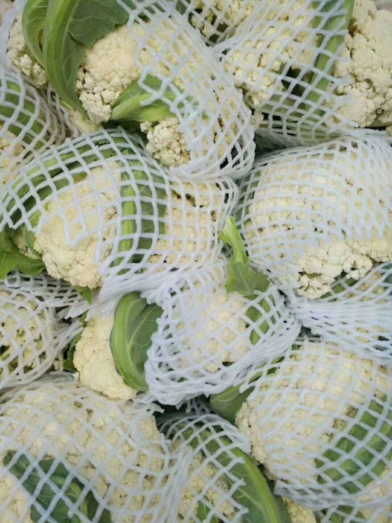露天越冬松花菜种子耐严寒性强花菜洁白细花粒商品性强