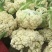 露天越冬松花菜种子耐严寒性强花菜洁白细花粒商品性强