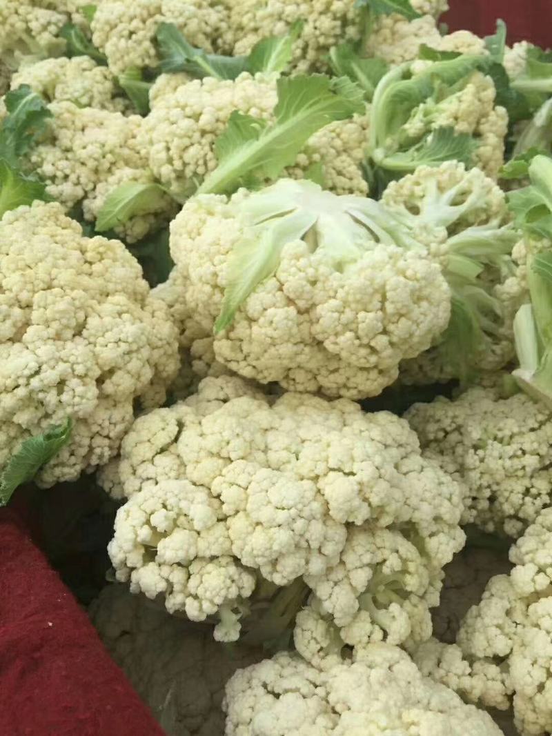 露天越冬松花菜种子耐严寒性强花菜洁白细花粒商品性强