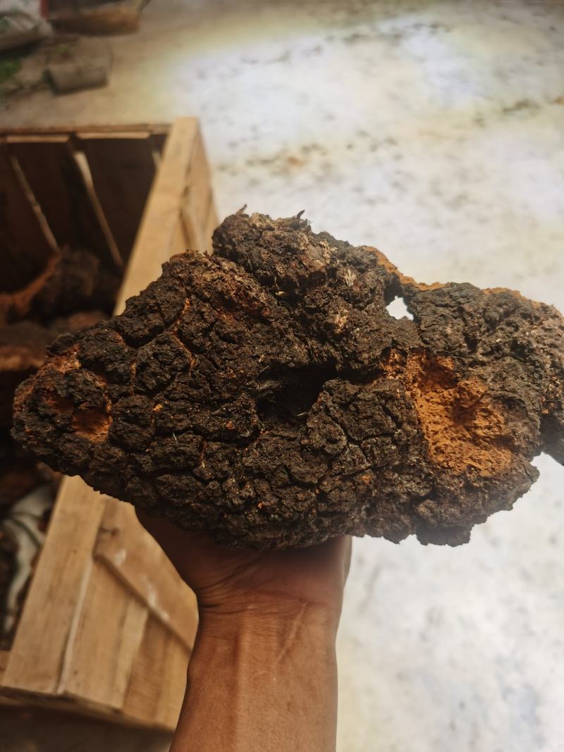 桦树茸