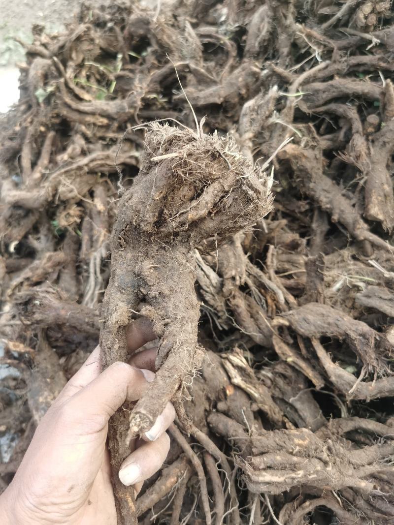 虎掌草