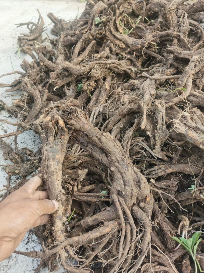 虎掌草