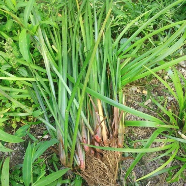 湘西大山五香草，茴香菖蒲苗，沙姜山奈苗