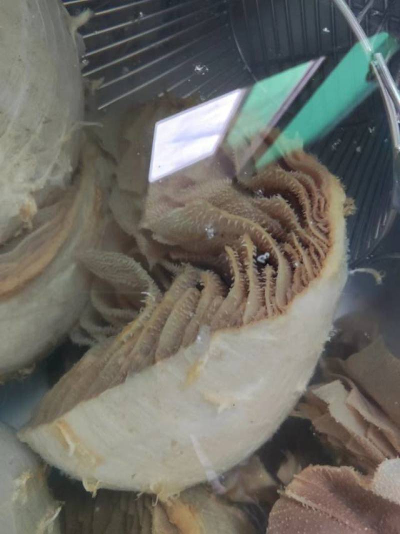四川重庆整个毛肚百叶火锅食材涮牛肚带底板冷整块半成品冻免