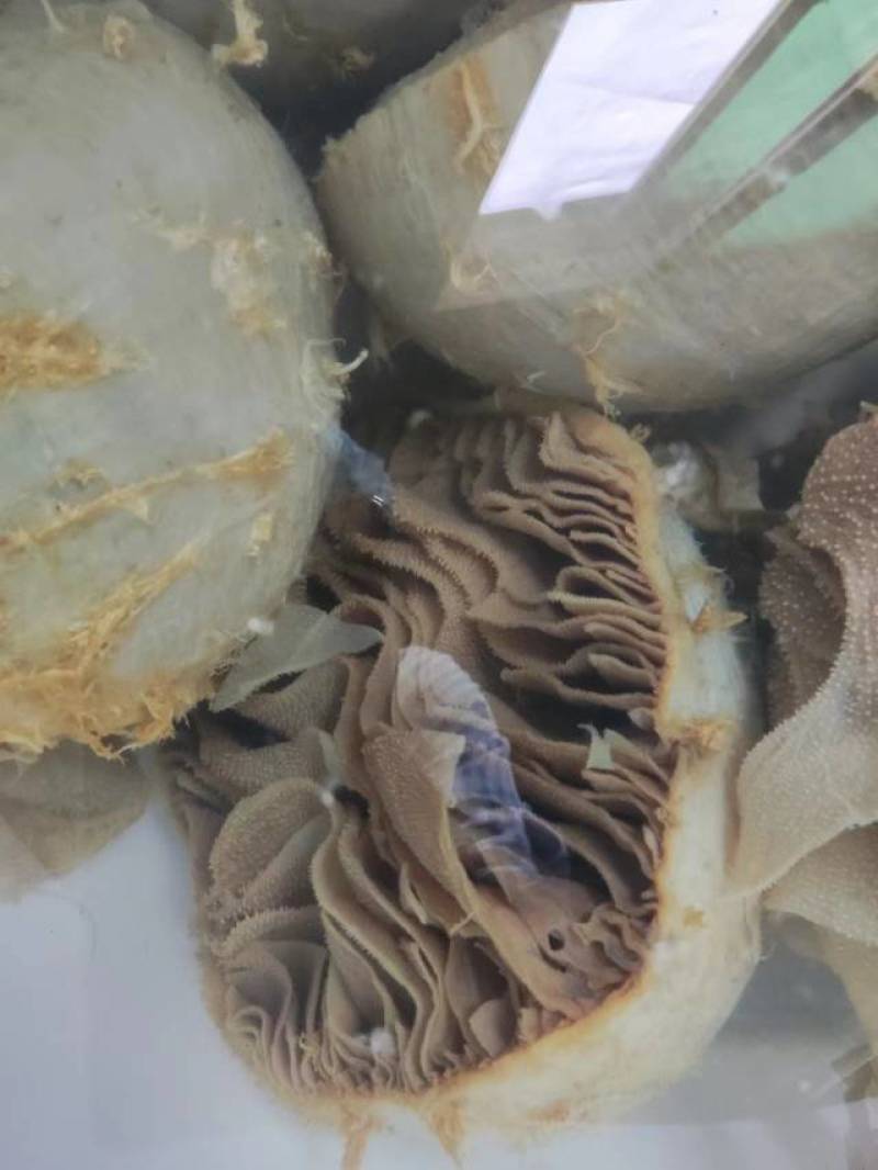 四川重庆整个毛肚百叶火锅食材涮牛肚带底板冷整块半成品冻免