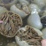 四川重庆整个毛肚百叶火锅食材涮牛肚带底板冷整块半成品冻免