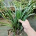 湘西大山五香草，茴香菖蒲苗，沙姜山奈苗