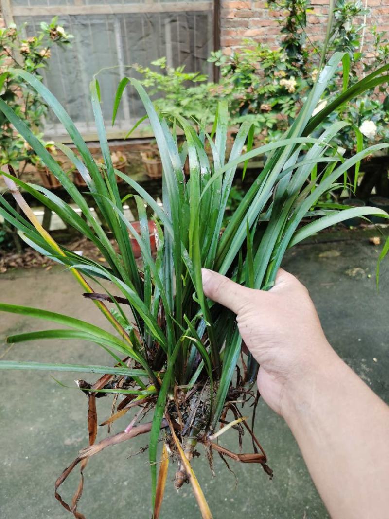 湘西大山五香草，茴香菖蒲苗，沙姜山奈苗