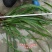 湘西大山五香草，茴香菖蒲苗，沙姜山奈苗