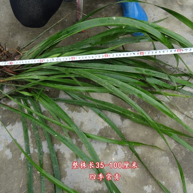 湘西大山五香草，茴香菖蒲苗，沙姜山奈苗