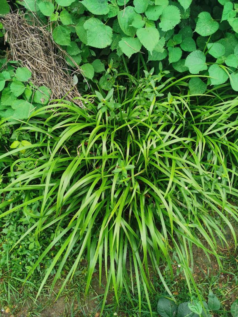 湘西大山五香草，茴香菖蒲苗，沙姜山奈苗