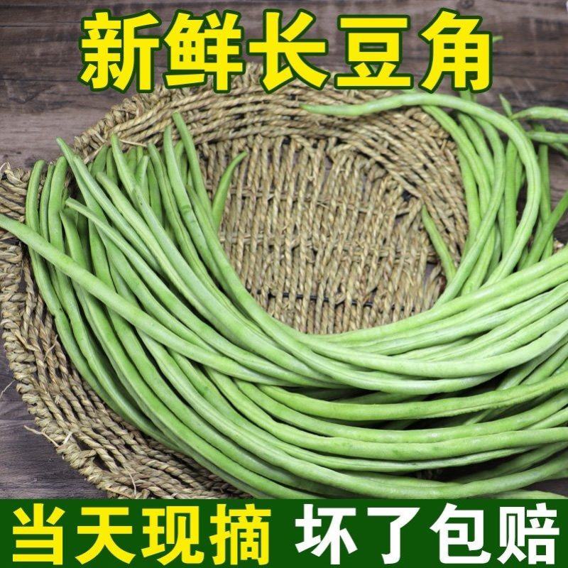 青条豆角青条长豆角产地豆角看货论价保质保量