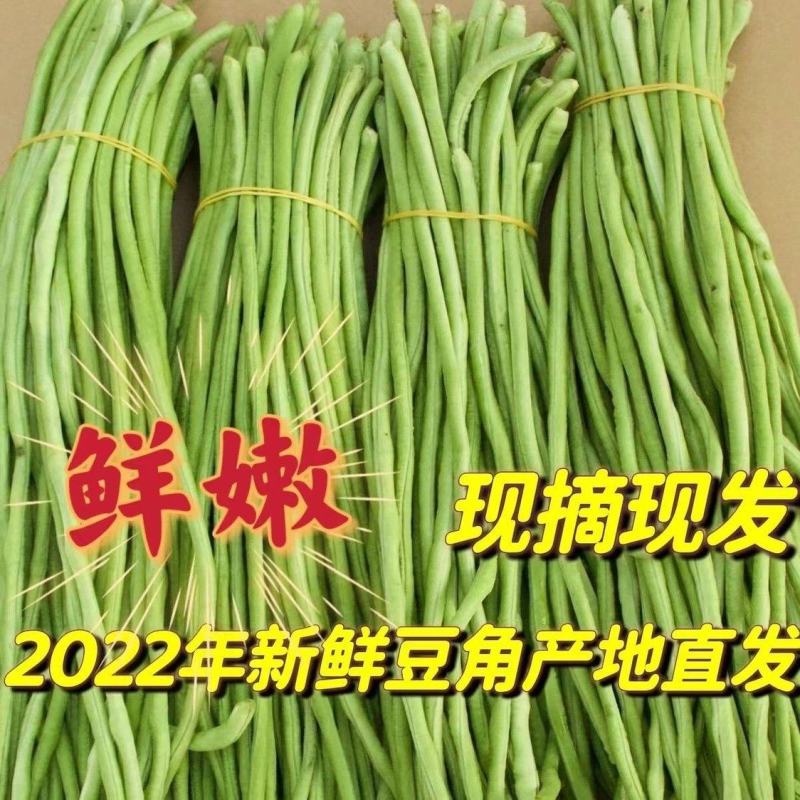 青条豆角青条长豆角产地豆角看货论价保质保量