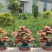 粘接工艺灵芝艺术盆景，树脂工艺灵芝盆景，活体嫁接灵芝盆景