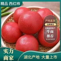 [好货]西红柿硬粉西红柿产地一手货源保质保量发货