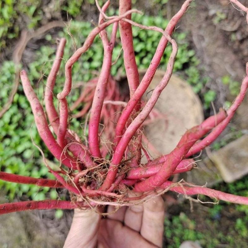 红牛膝大山野生红牛膝煲汤好料