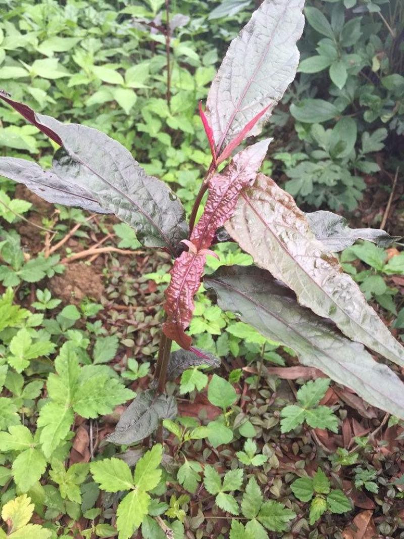 红牛膝大山野生红牛膝煲汤好料