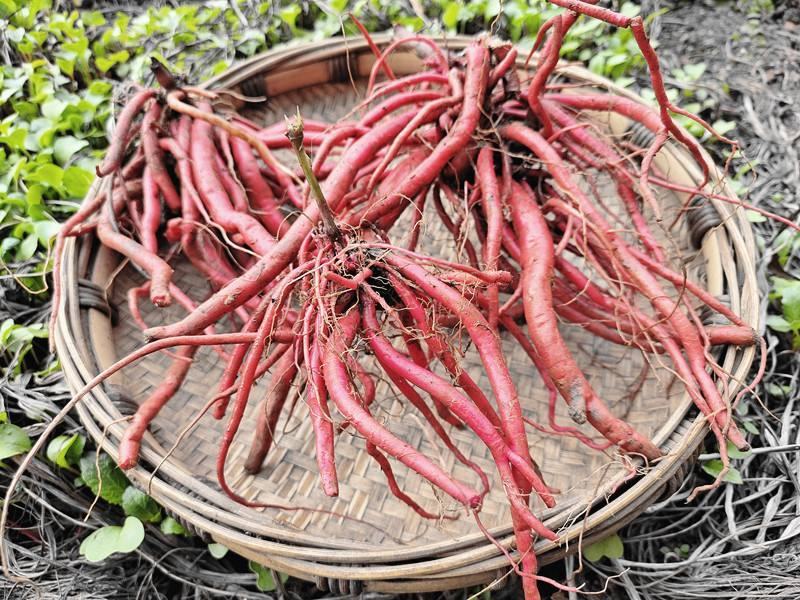 红牛膝大山野生红牛膝煲汤好料