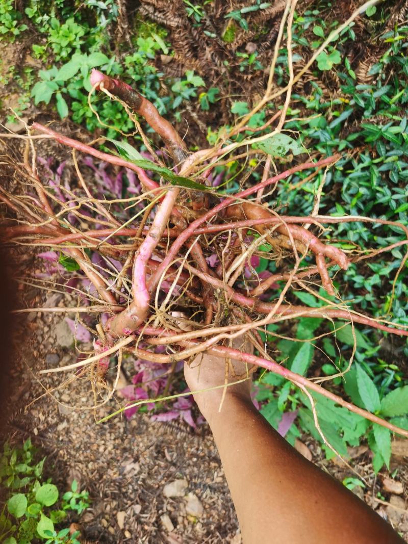 红牛膝大山野生红牛膝煲汤好料