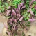 红牛膝大山野生红牛膝煲汤好料