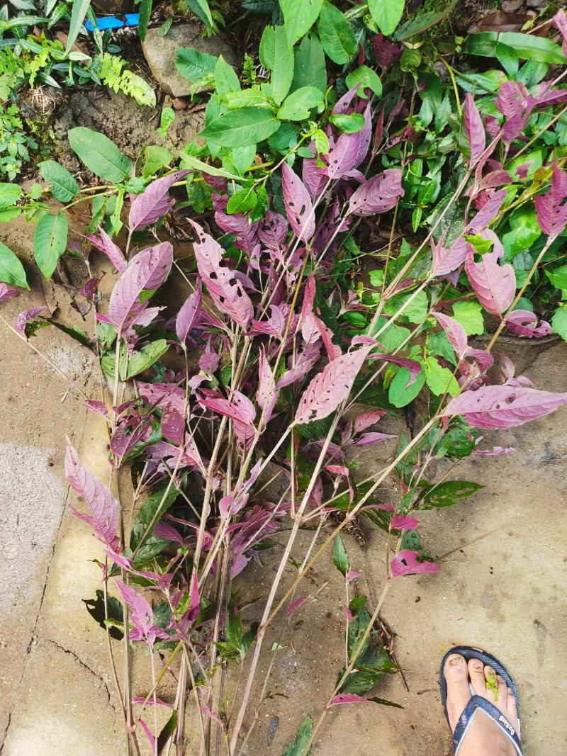 红牛膝大山野生红牛膝煲汤好料