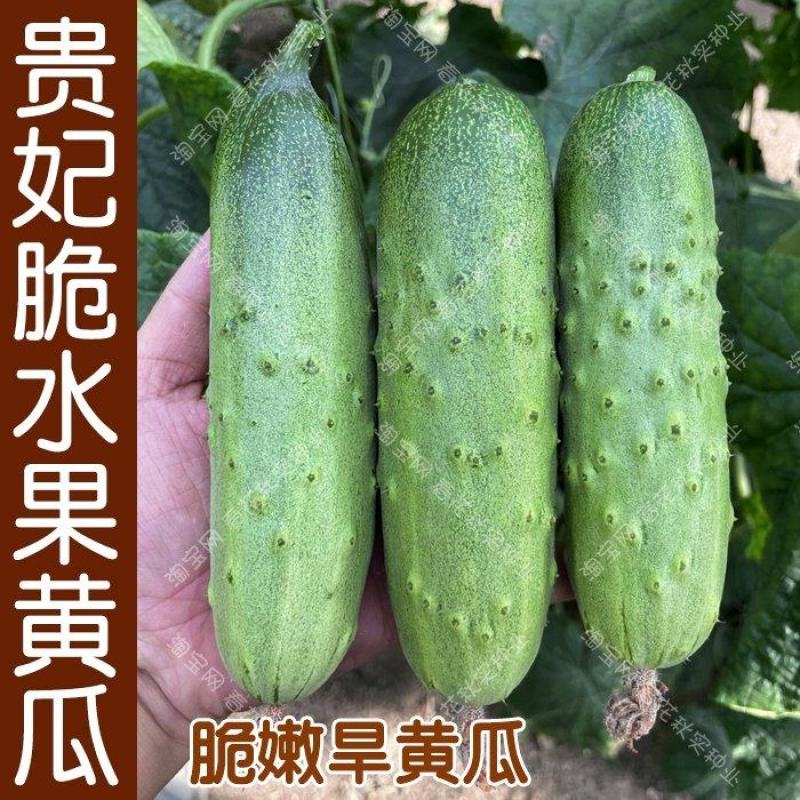 [优]水果黄瓜脆黄瓜产地一手货源支持视频看货