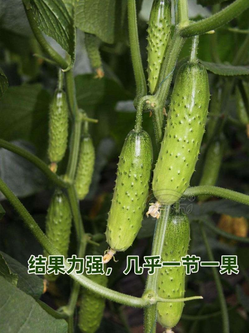 [优]水果黄瓜脆黄瓜产地一手货源支持视频看货