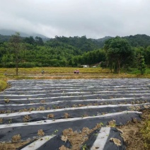 中药种植基地寻求合作
