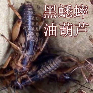 白蟋蟀，油葫芦，杜比亚蟑螂