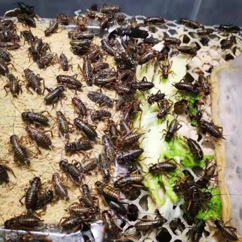 白蟋蟀，油葫芦，杜比亚蟑螂