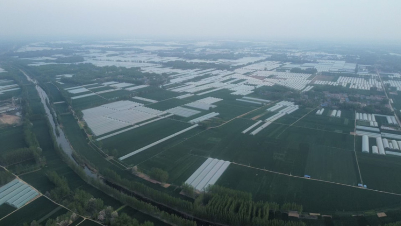 曹县精品小油菜上海青小青菜超市电商食品长专用