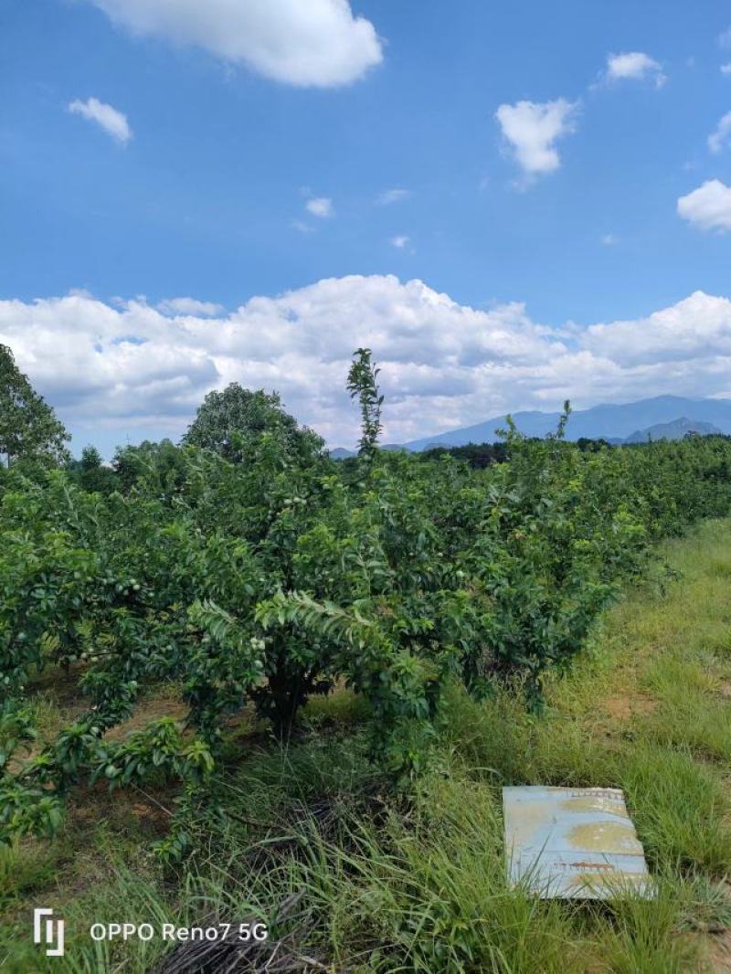 赖李大量货源