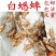 白蟋蟀养殖厂直发